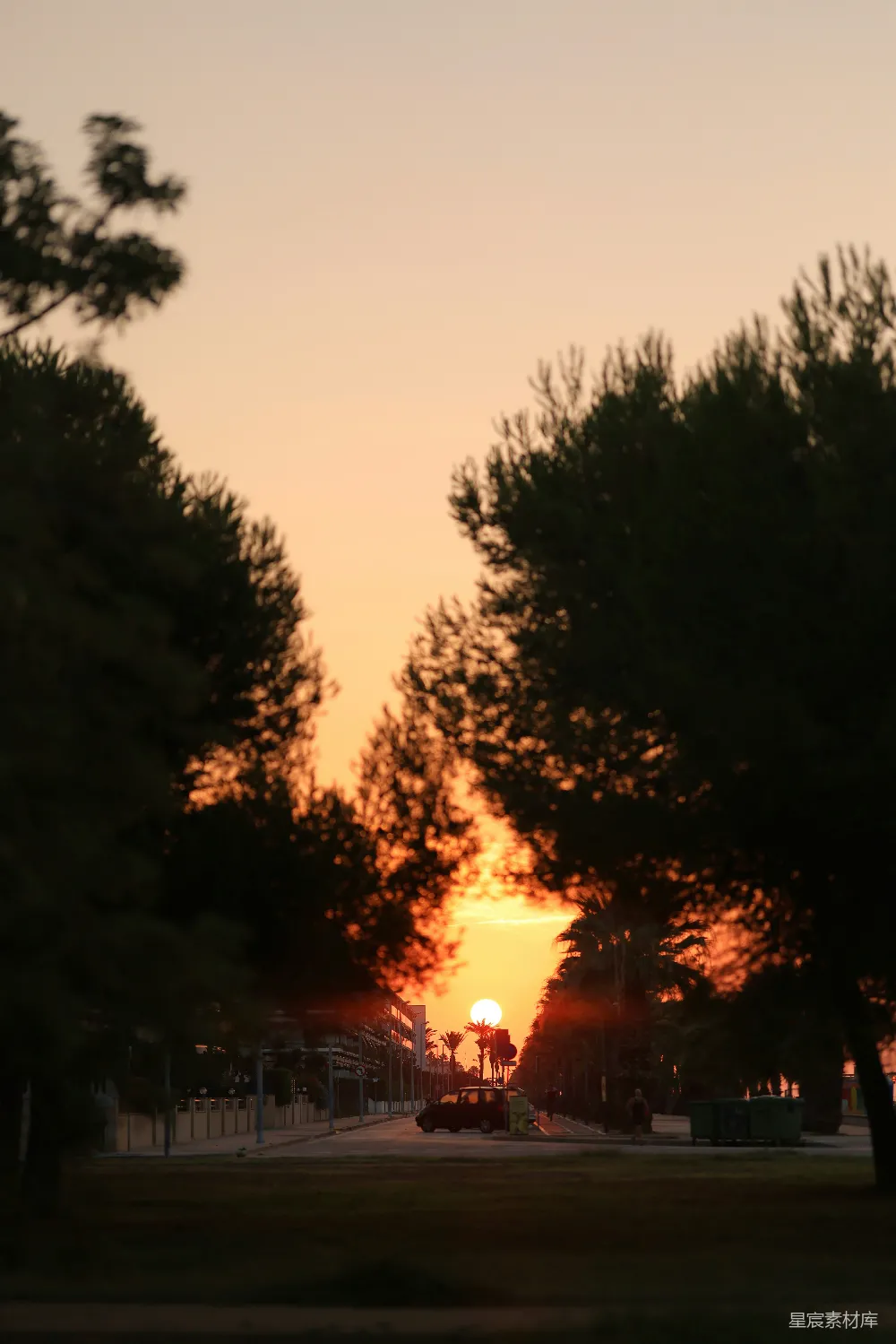 高清摄影 日落 树木 城市 宁静 自然 夕阳下的宁静街道