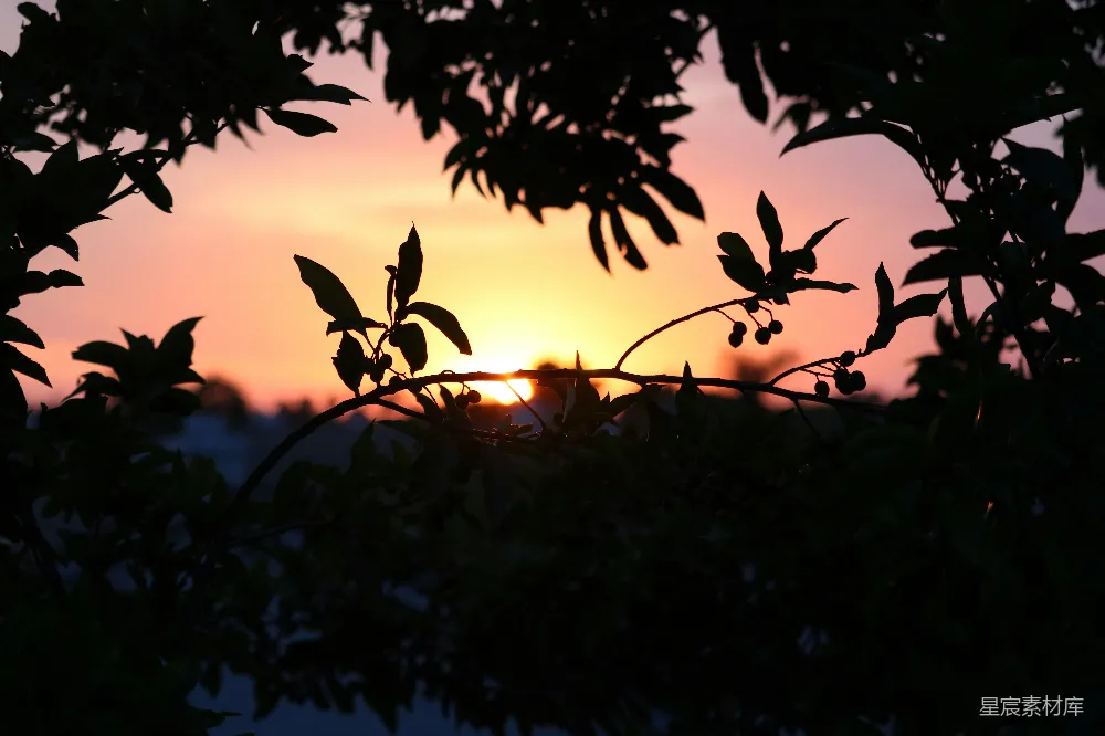 高清摄影 夕阳 自然 剪影 宁静 风景 夕阳透过树叶的剪影