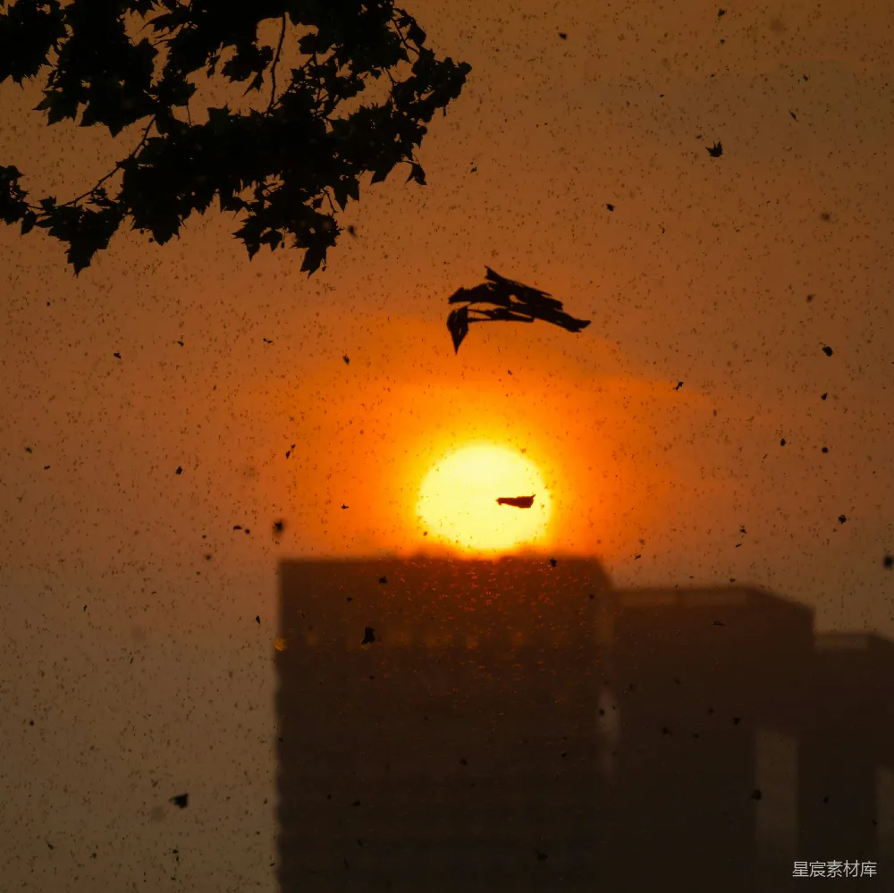 高清摄影 夕阳 落叶 自然 宁静 黄昏 夕阳下落叶飘舞