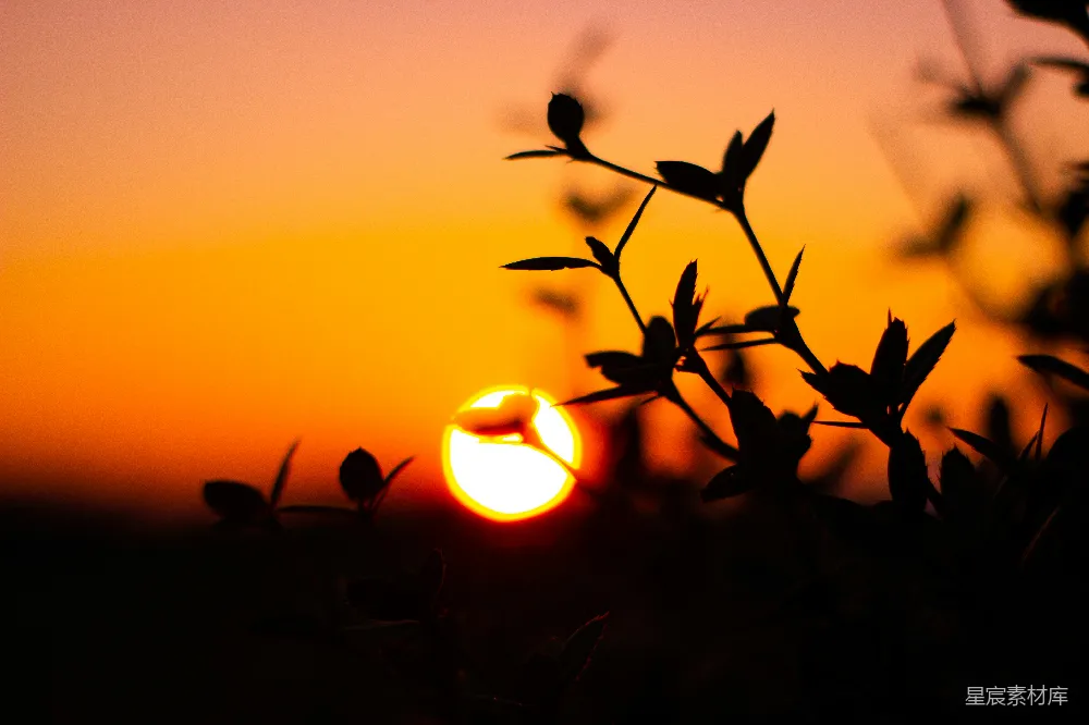 高清摄影 夕阳 植物 剪影 自然 宁静 夕阳下的剪影