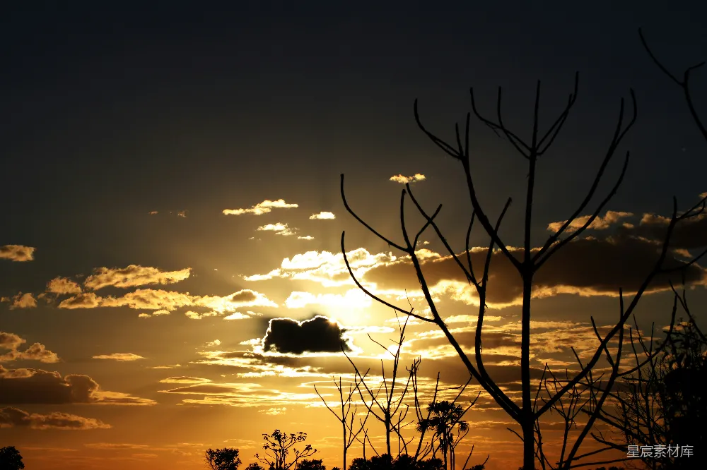 高清摄影 夕阳 树影 自然风光 宁静 户外 夕阳下的树影