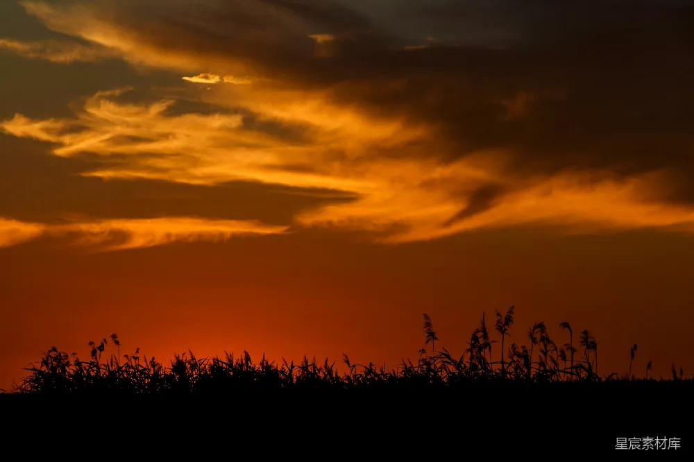 高清摄影 夕阳 芦苇 自然 宁静 风景 夕阳下的芦苇