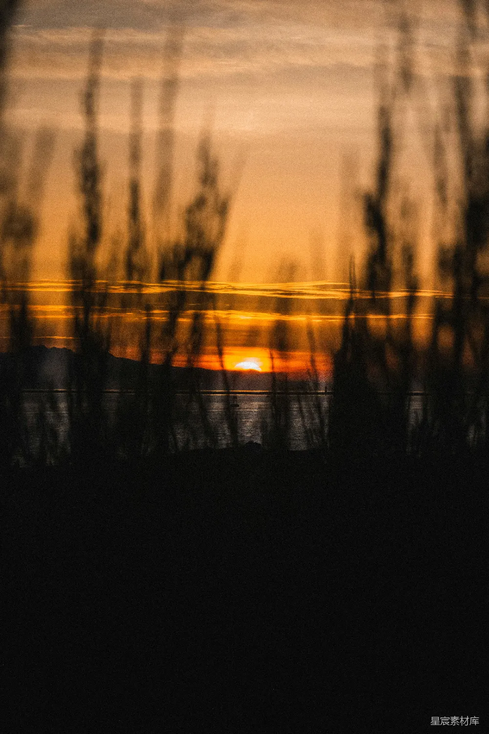 高清摄影 夕阳 芦苇 自然 宁静 日落 夕阳透过芦苇