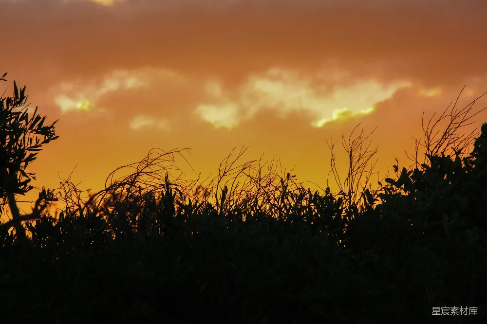 高清摄影 夕阳 植物 剪影 自然 宁静 夕阳下的植物剪影