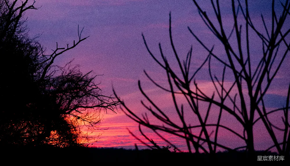 高清摄影 夕阳 剪影 自然 宁静 冬季 黄昏下的枯枝剪影