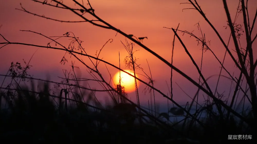 高清摄影 夕阳 自然 剪影 宁静 风景 夕阳下的枯枝剪影