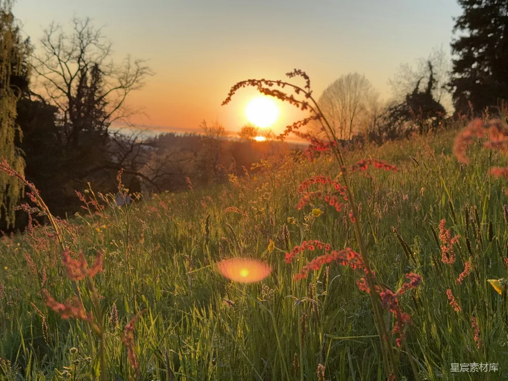 高清摄影 夕阳 草地 自然风光 宁静 户外 夕阳下的草地