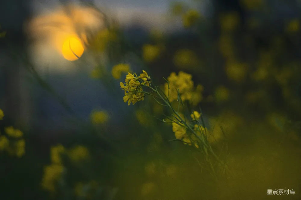 高清摄影 油菜花 黄昏 自然 宁静 乡村 黄昏中的油菜花