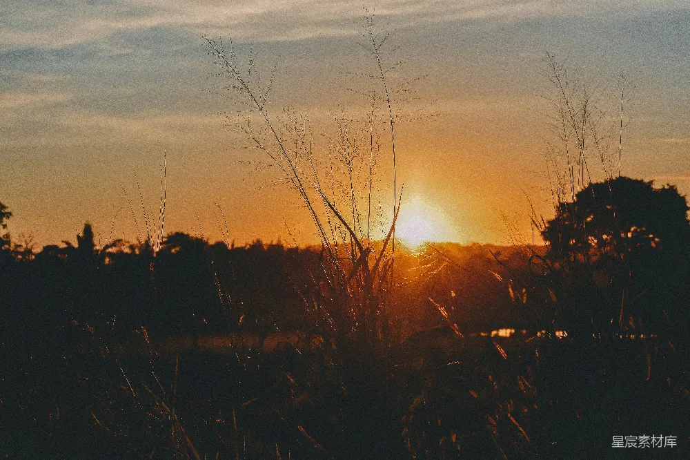 高清摄影 黄昏 芦苇 自然 宁静 夕阳 黄昏中的芦苇