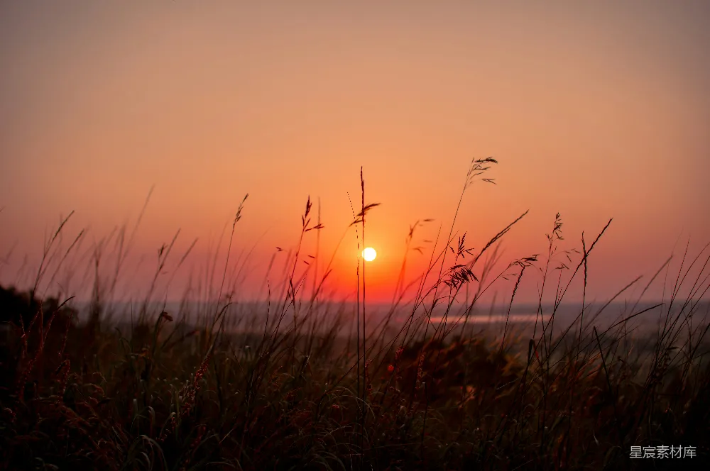 高清摄影 夕阳 自然 宁静 风景 田园 夕阳下的草丛