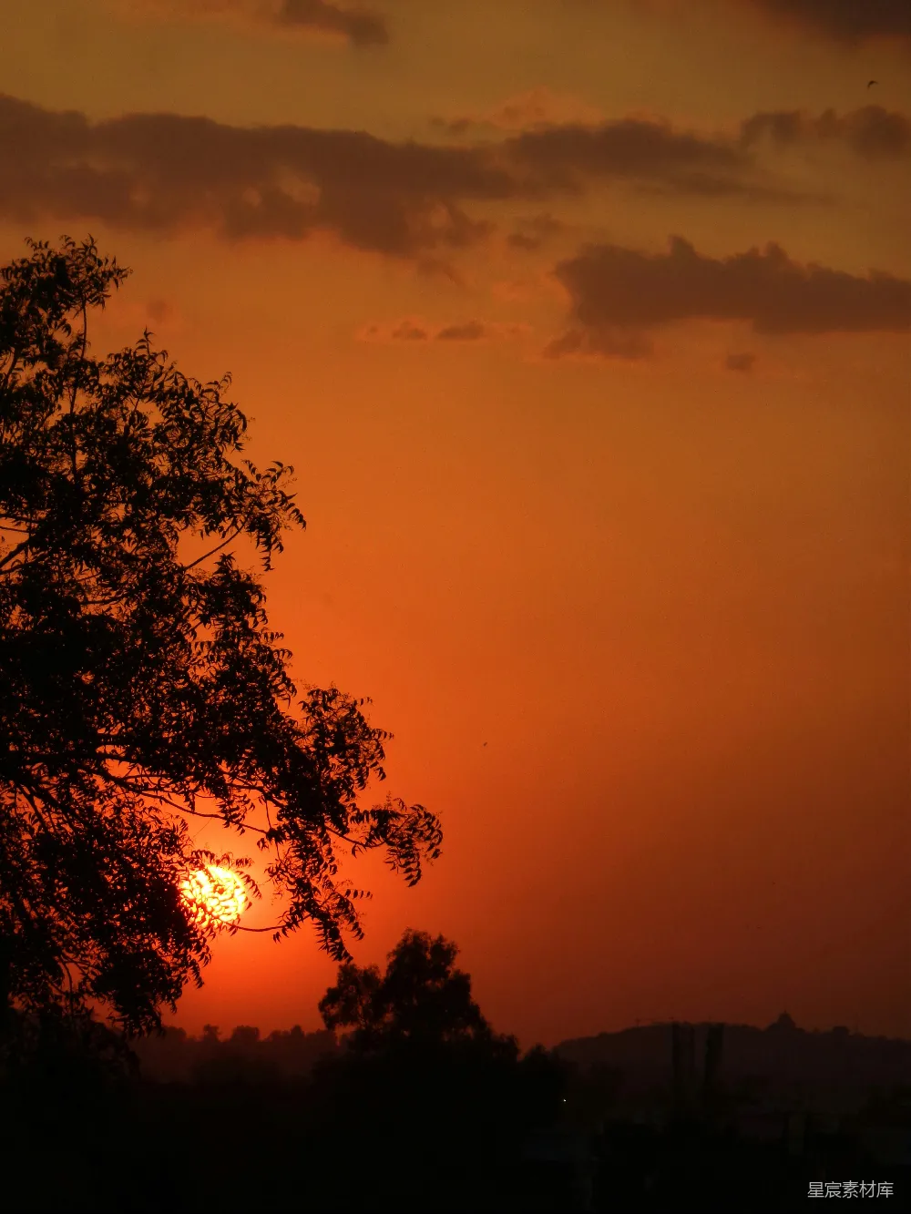 高清摄影 夕阳 树影 自然风光 宁静 黄昏 夕阳下的树影