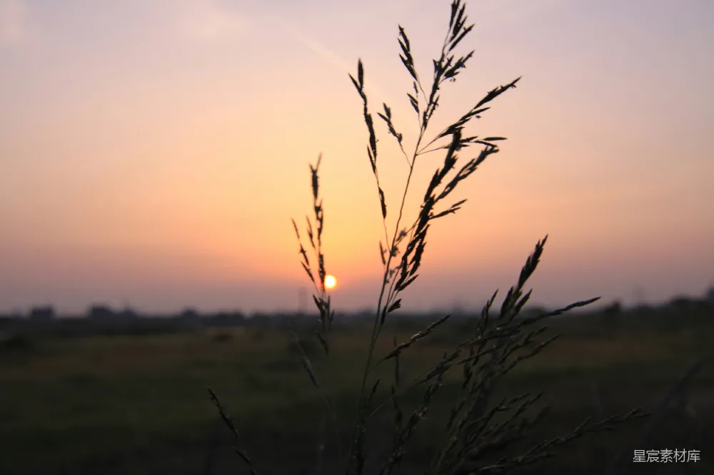 高清摄影 夕阳 自然 宁静 田园 剪影 夕阳下的草