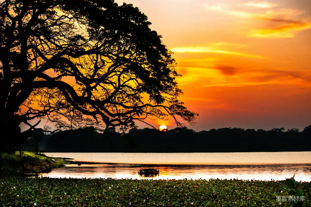 高清摄影 自然景观 黄昏 宁静 湖畔 树木 夕阳下的宁静湖畔
