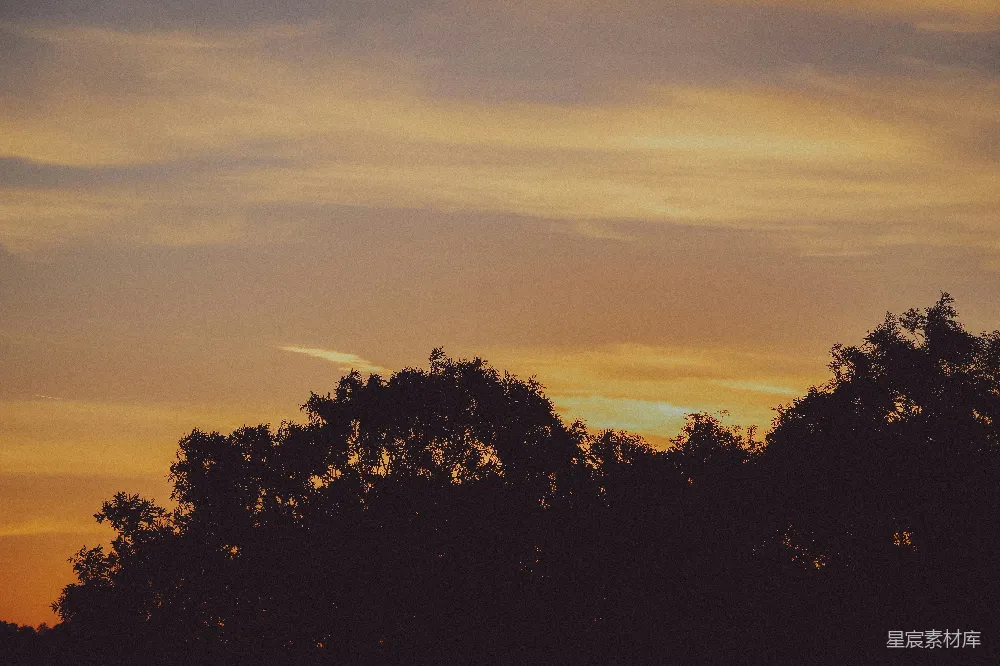 高清摄影 夕阳 树影 宁静 自然 风景 夕阳下的树影