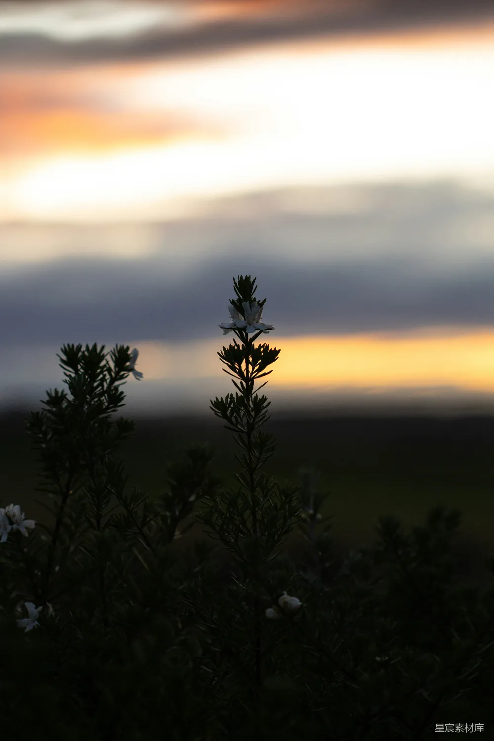 高清摄影 黄昏 野花 自然 宁静 户外 黄昏时分的野花