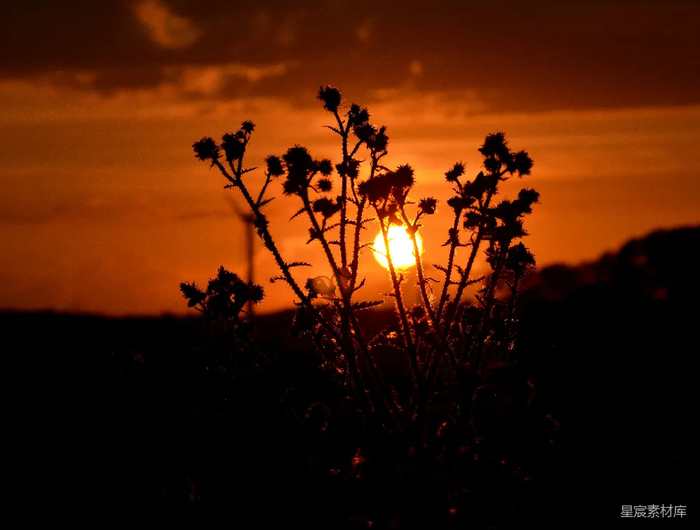 高清摄影 夕阳 野草 自然 宁静 风景 夕阳下的野草