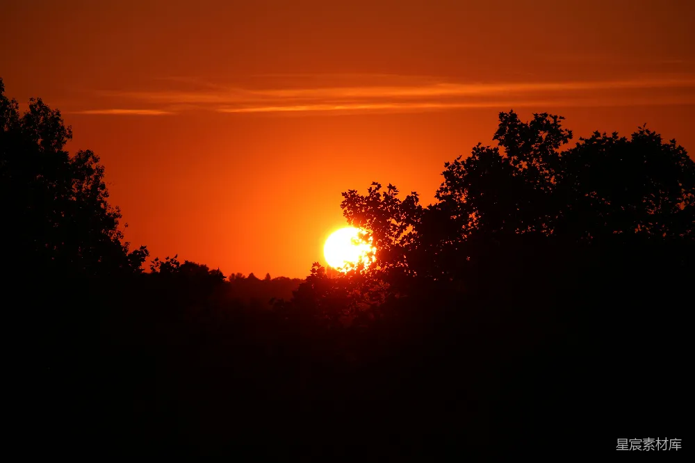 高清摄影 夕阳 自然景观 宁静 树影 日落 夕阳西下，树影婆娑