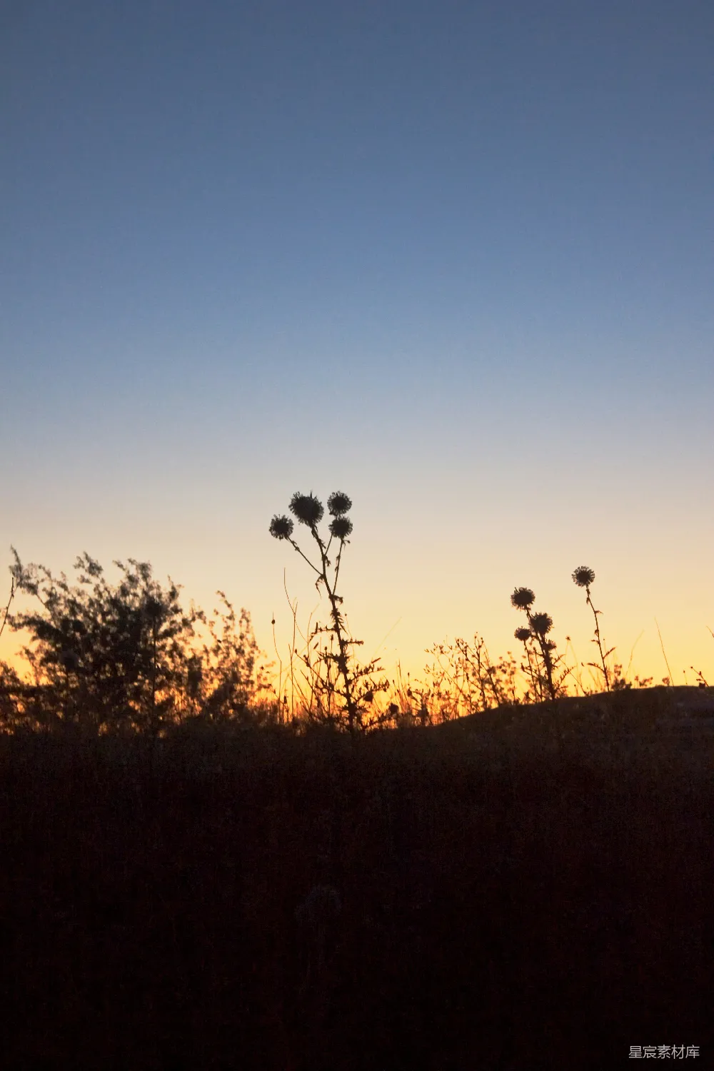 高清摄影 夕阳 野花 剪影 宁静 自然 夕阳下的野花剪影