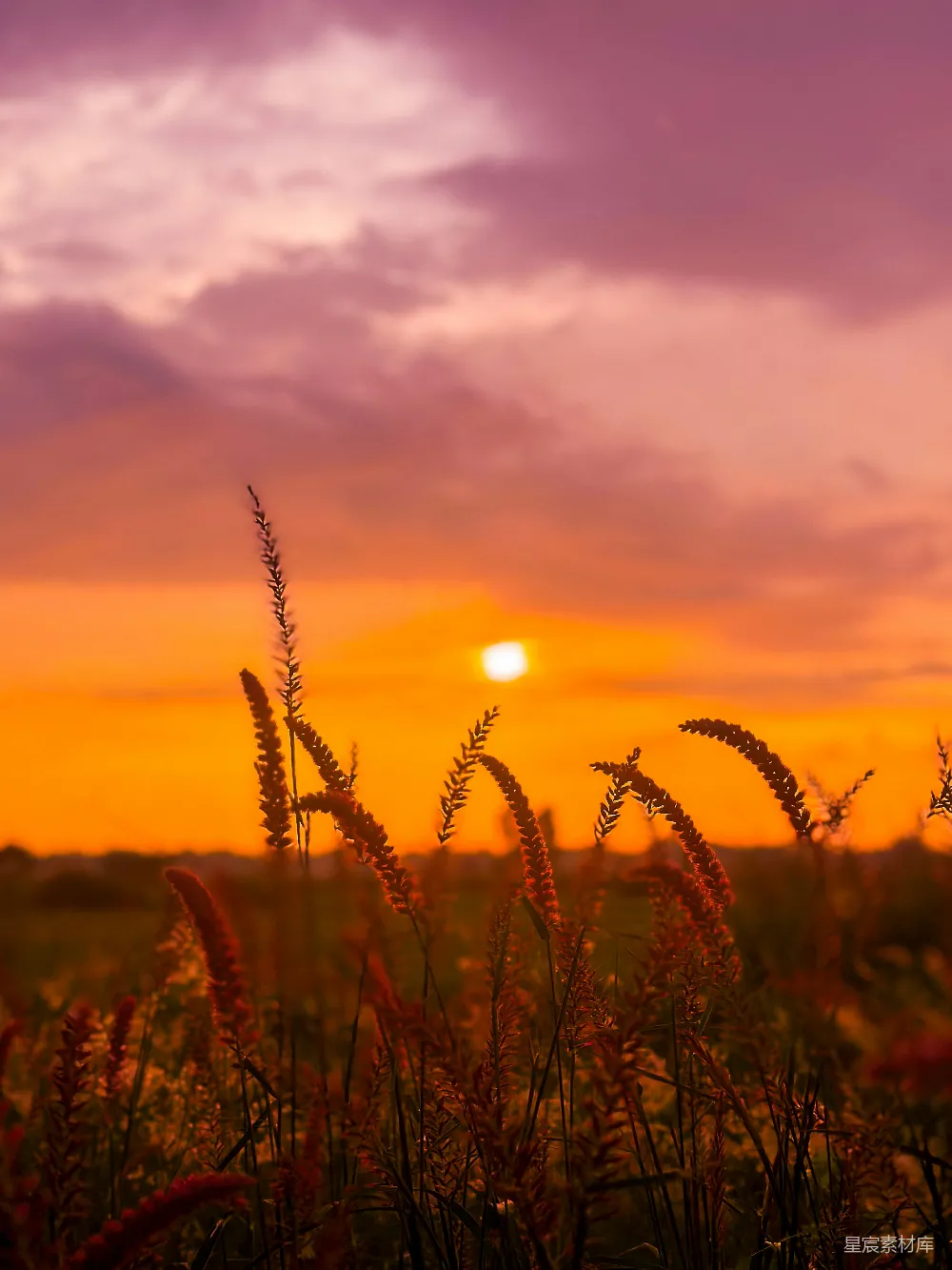 高清摄影 夕阳 草地 自然 风景 宁静 夕阳下的草地