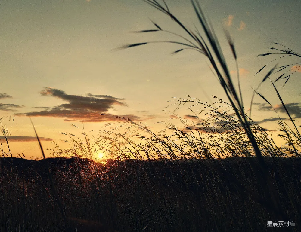 高清摄影 自然 夕阳 芦苇 宁静 风景 黄昏时分的芦苇