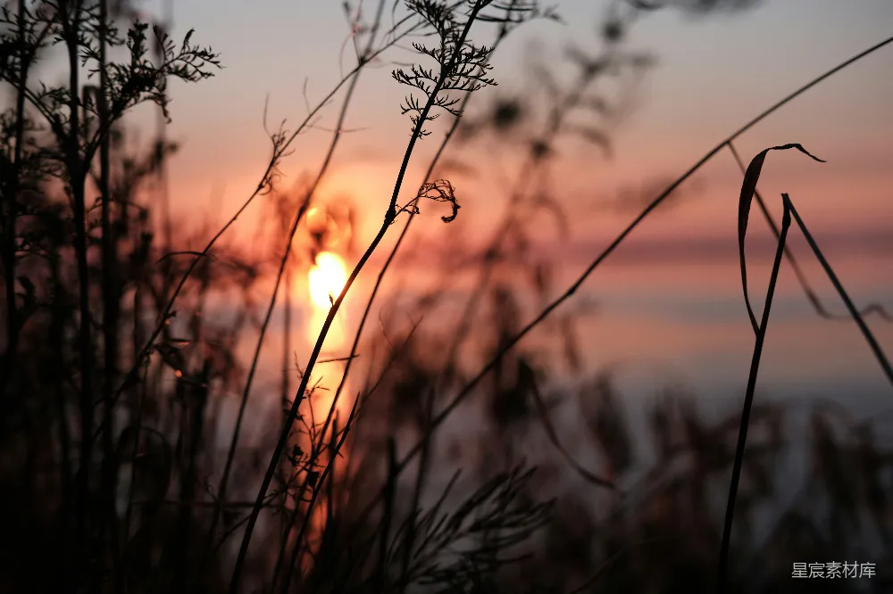 高清摄影 夕阳 野草 自然风光 宁静 日落 夕阳下的野草