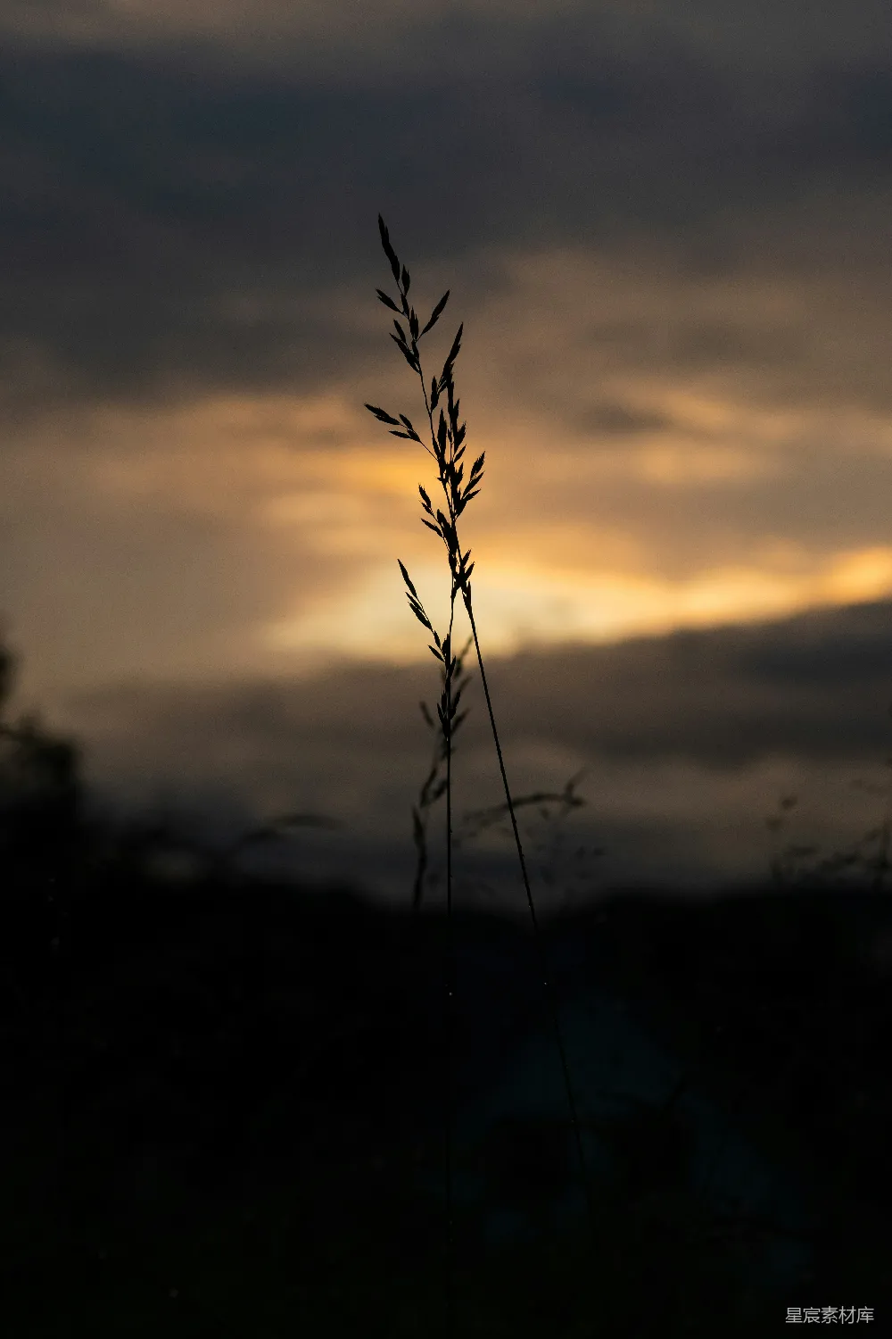 高清摄影 自然 剪影 日落 宁静 户外 夕阳下的草影