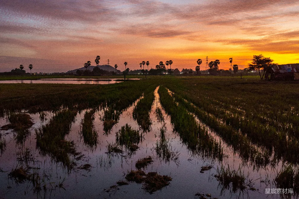 高清摄影 日落 稻田 宁静 自然 风景 日落时分的稻田