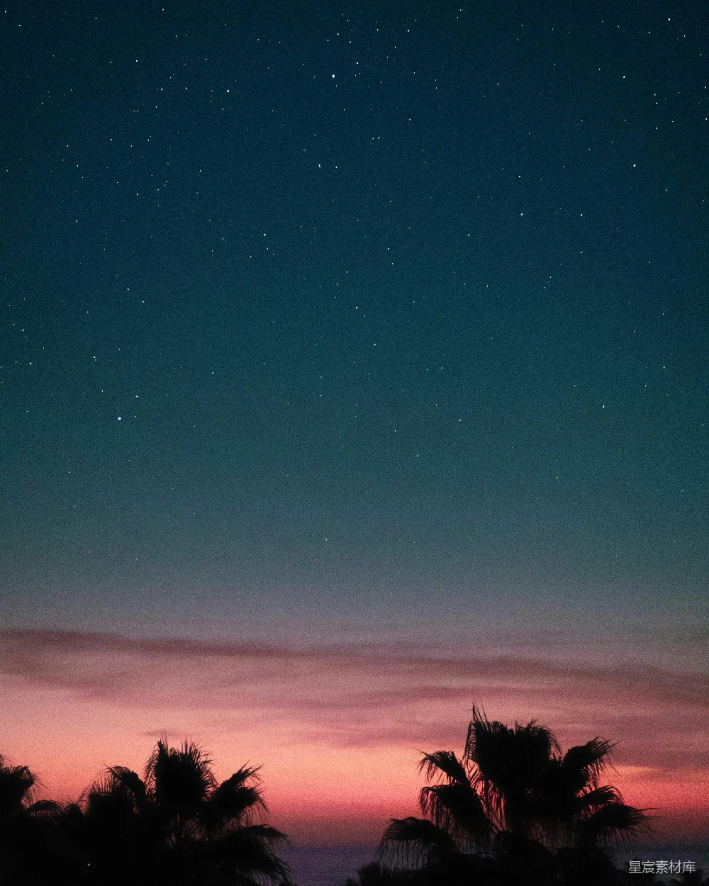 高清摄影 夜空 椰树 剪影 星空 宁静 夜空下的椰树剪影