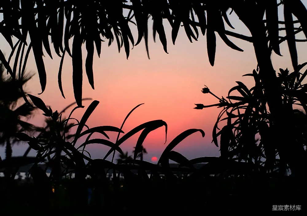 高清摄影 夕阳 树木 剪影 自然 宁静 夕阳透过树叶的剪影
