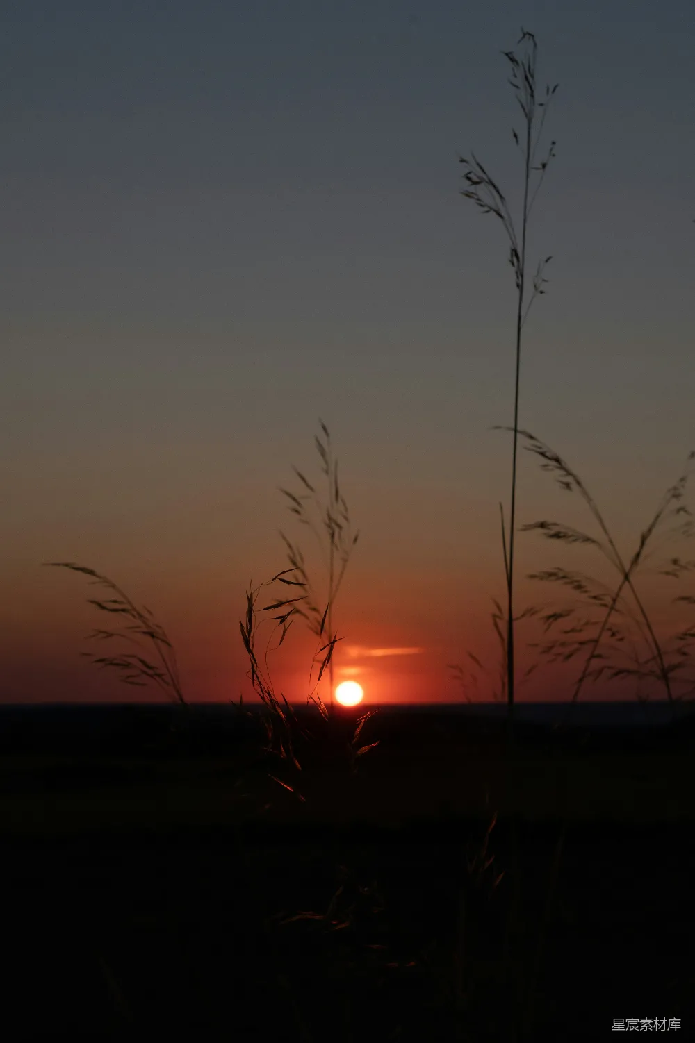 高清摄影 夕阳 自然风光 剪影 宁静 户外 夕阳下的草丛剪影