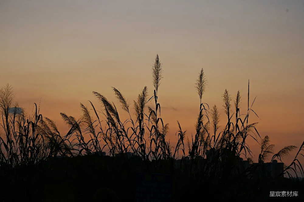 高清摄影 自然 剪影 日落 宁静 植物 夕阳下的芦苇剪影