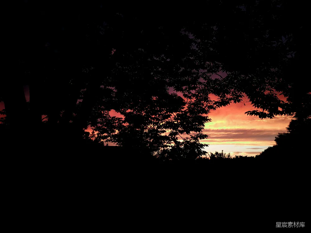 高清摄影 自然风光 夕阳 树影 宁静 自然美景 树影下的夕阳