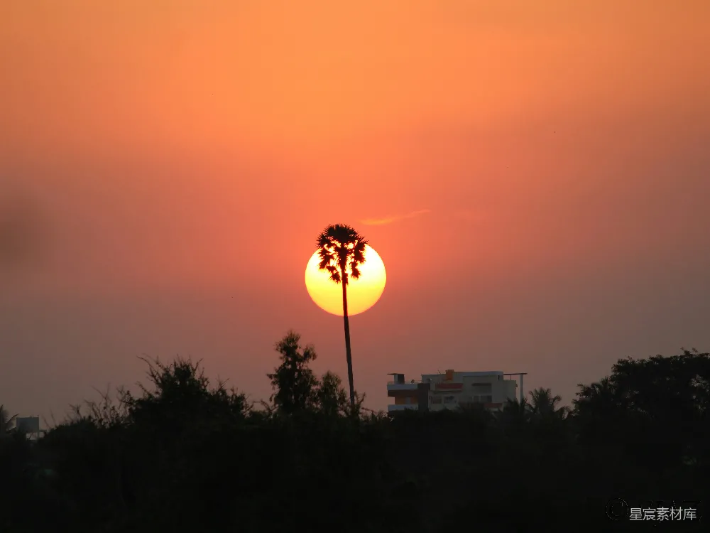 高清摄影 夕阳 棕榈树 剪影 自然 宁静 夕阳下的棕榈树剪影