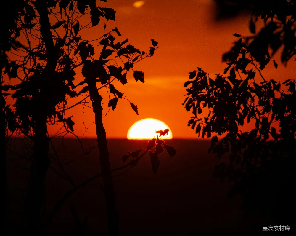 高清摄影 夕阳 自然 宁静 剪影 风景 夕阳下的树影