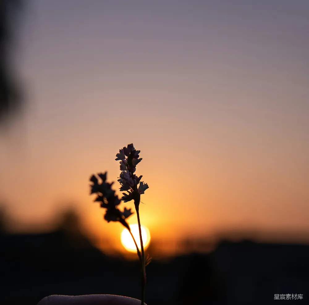 高清摄影 夕阳 小花 自然 宁静 日落 夕阳下的小花