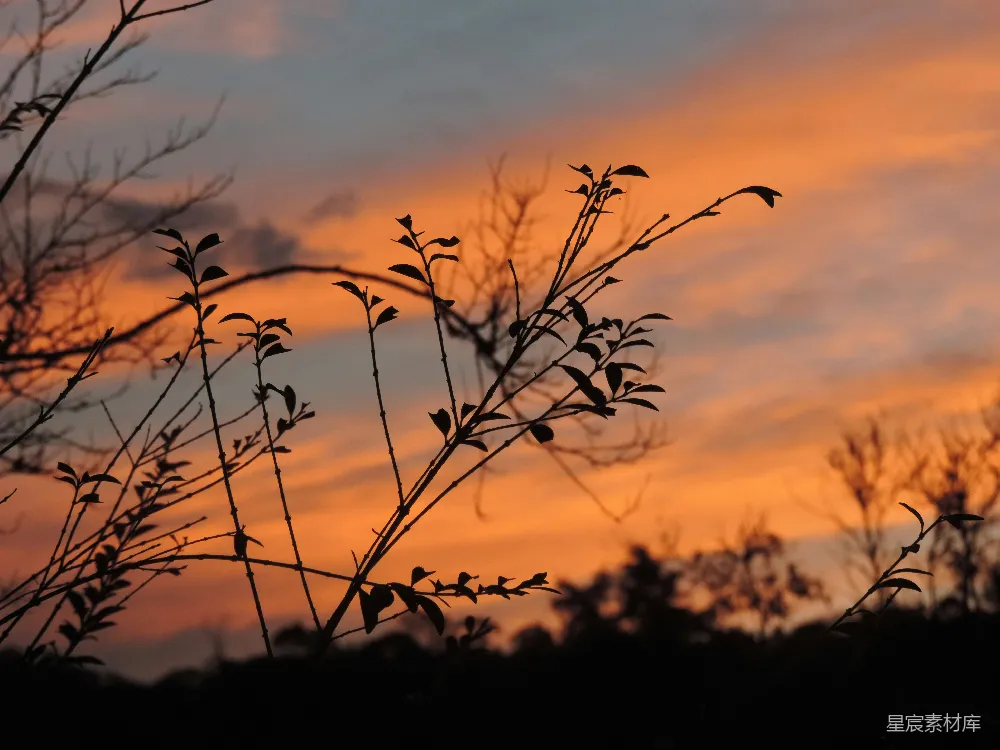 高清摄影 夕阳 植物 剪影 自然 宁静 夕阳下的植物剪影