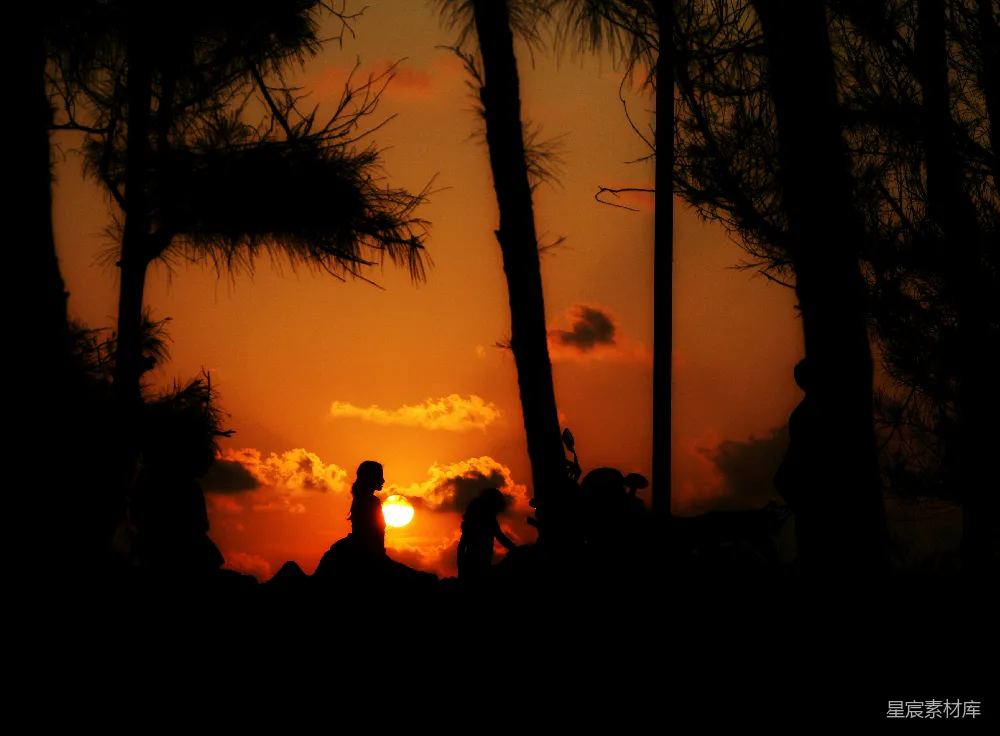 高清摄影 夕阳 树影 剪影 自然 宁静 夕阳下的树影剪影