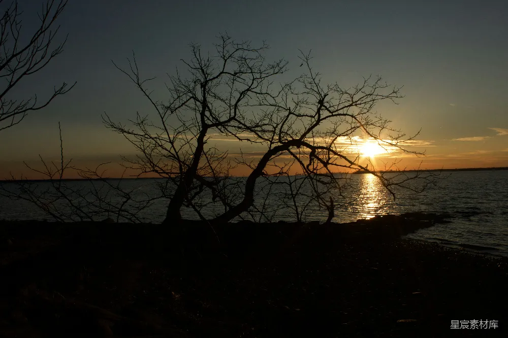 高清摄影 黄昏 海边 树影 自然景观 宁静 黄昏海边的树影