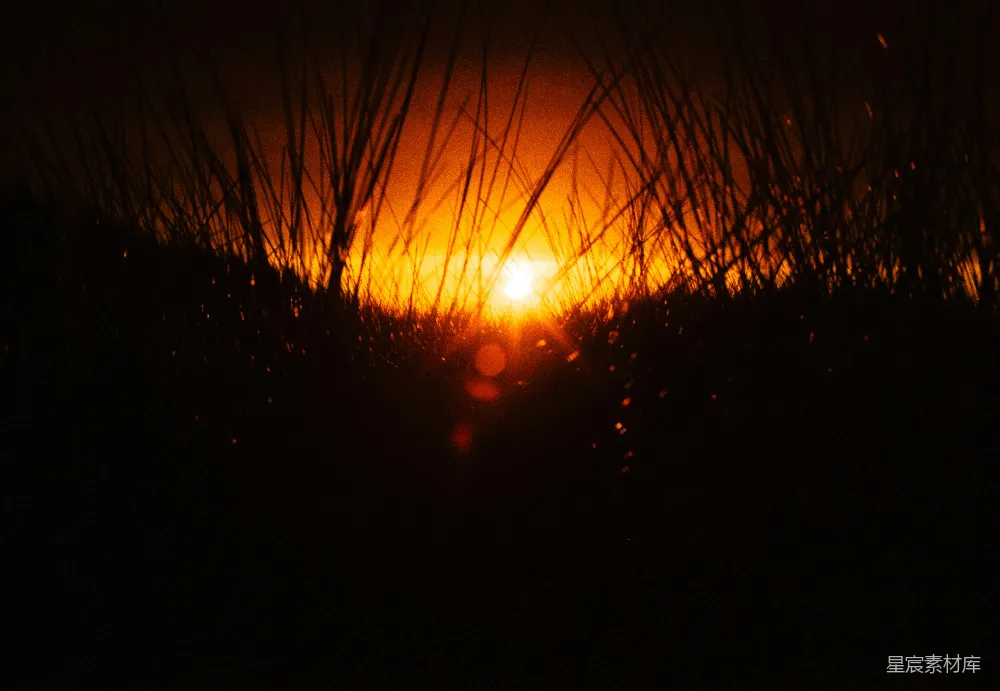 高清摄影 夕阳 自然风光 温暖 宁静 户外 金光穿透草丛的夕阳