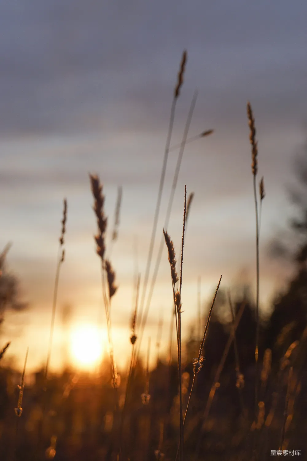 高清摄影 自然 夕阳 植物 宁静 户外 夕阳下的草丛