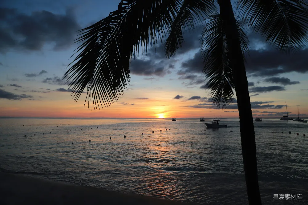 高清摄影 夕阳 海滩 椰子树 宁静 自然 夕阳下的椰林海滩
