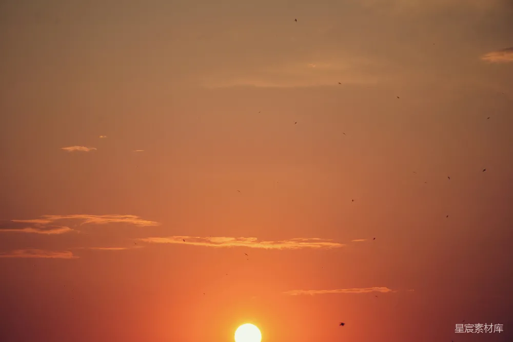 高清摄影 日落 鸟群 自然美景 宁静 天空 日落时的鸟群