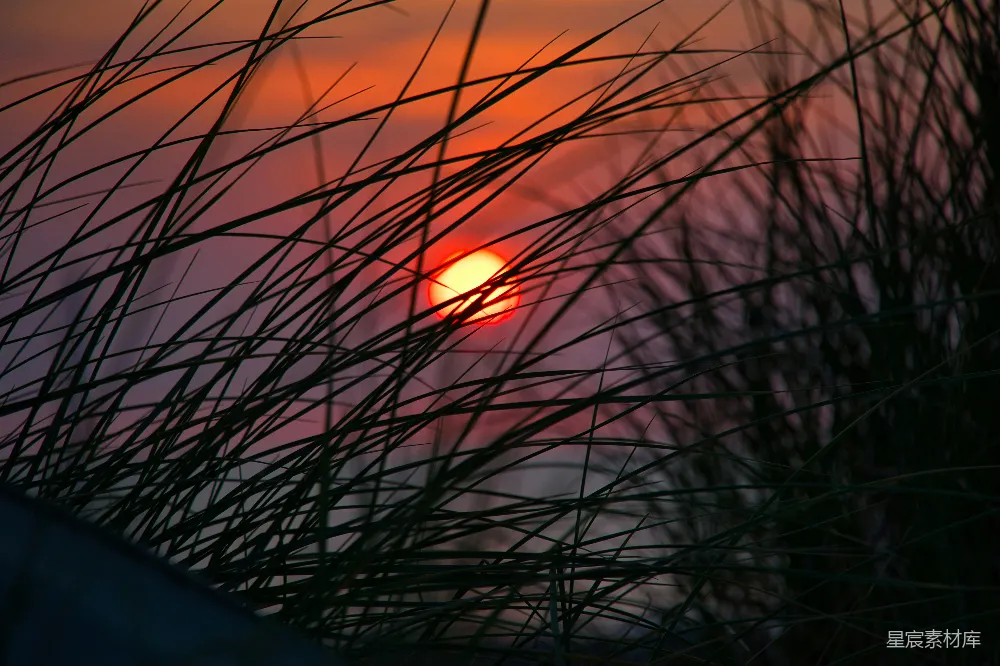 高清摄影 夕阳 自然 宁静 植物 风景 夕阳透过草丛