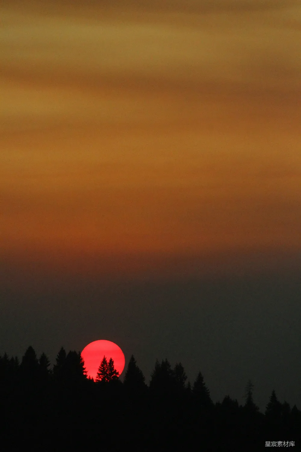 高清摄影 夕阳 森林 剪影 自然 宁静 夕阳映照下的森林剪影