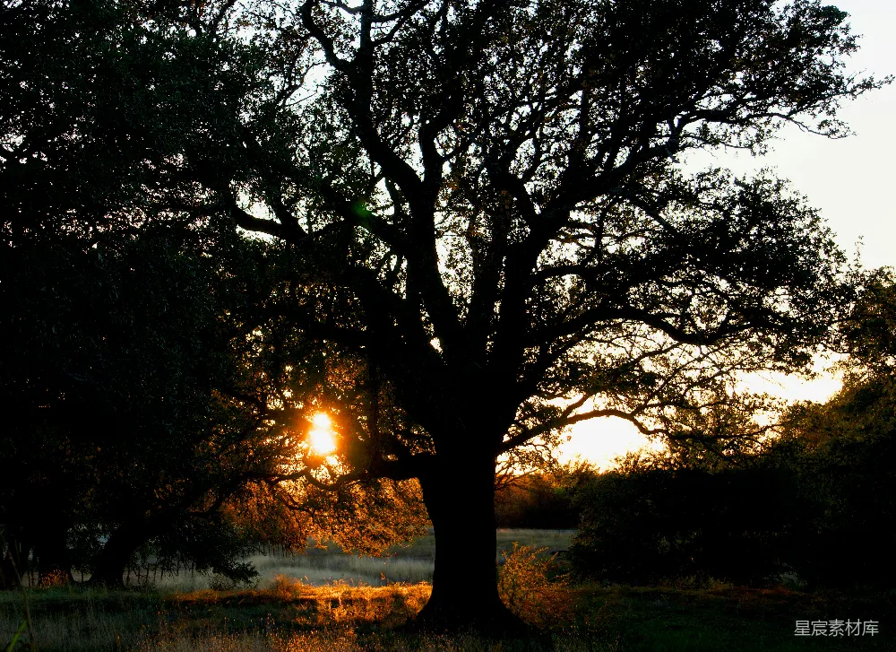 高清摄影 自然风光 夕阳 树木 宁静 户外 夕阳下的古树剪影