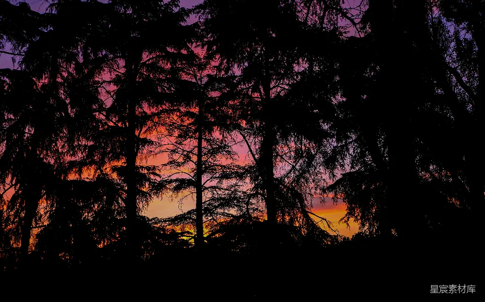 高清摄影 自然 日落 树木 剪影 宁静 夕阳下的森林剪影