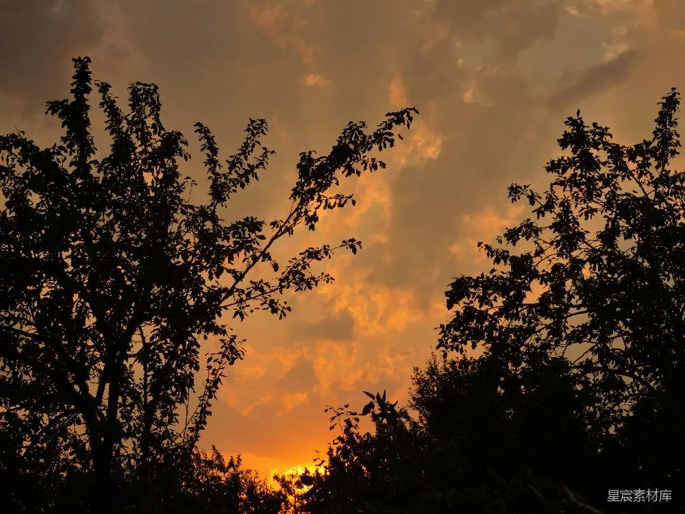 高清摄影 自然风光 日落 树木 剪影 宁静 夕阳下的树影