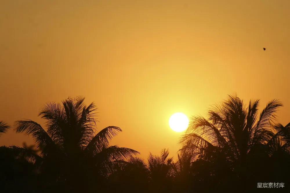 高清摄影 夕阳 椰子树 自然风光 宁静 风景 夕阳下的椰子树