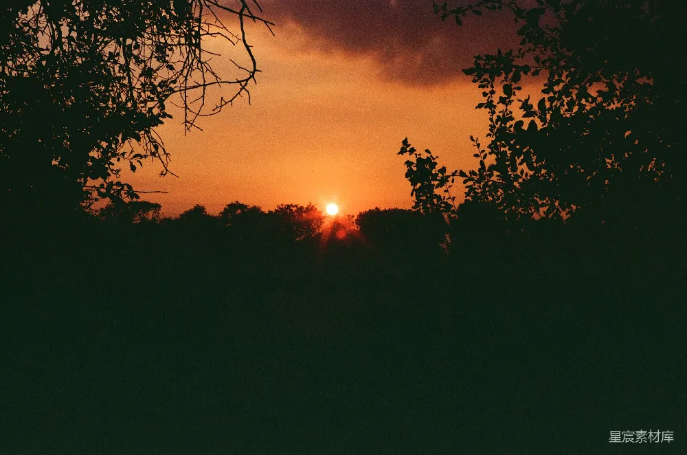高清摄影 夕阳 树木 自然景观 宁静 日落 夕阳西下，树影婆娑