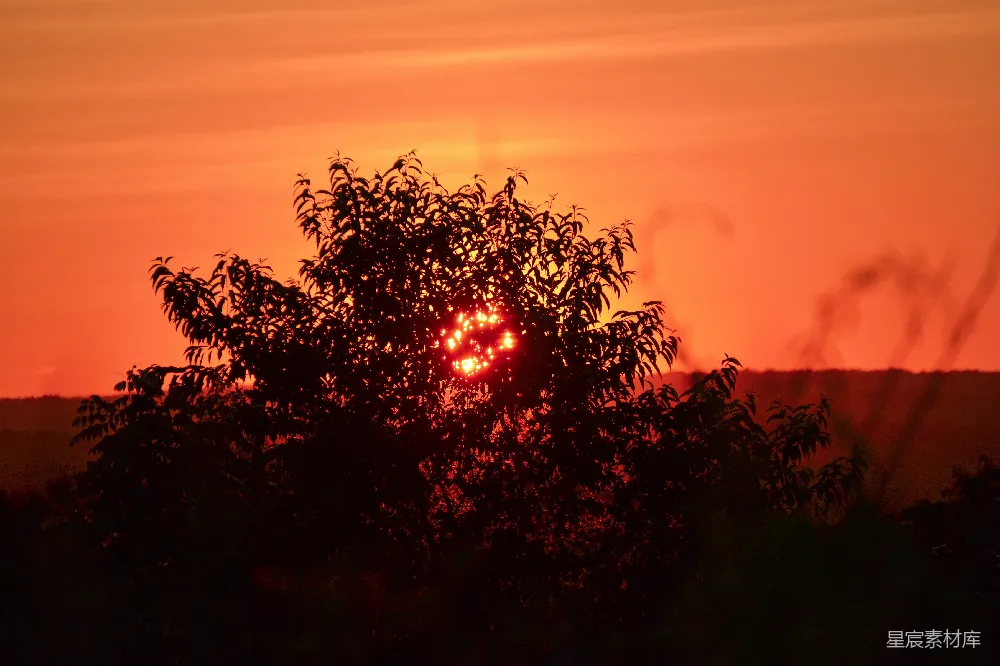 高清摄影 夕阳 自然 树梢 宁静 美景 夕阳透过树梢